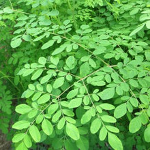 Load image into Gallery viewer, Hawaiian Moringa  (Raw – Organic)