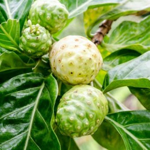 Hawaiian Noni Powder  (Raw- Organic)